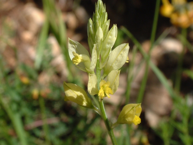 Polygala flavescens / Poligala gialla